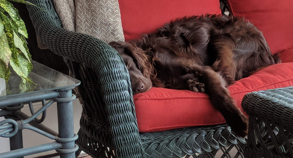 Man’s Best Friend